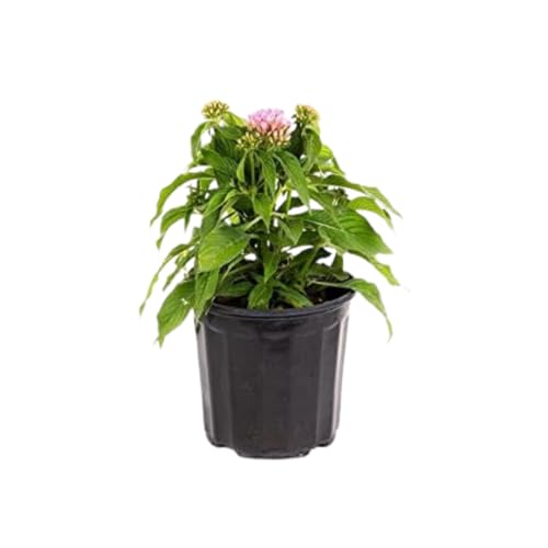 American Plant Exchange Penta 'Honey Cluster Pink' – 6-Inch Pot – Live Flowering Plant with Soft Pink Star-Shaped Blooms, Heat-Tolerant Outdoor Annual for Gardens, Patios, Containers & Pollinators