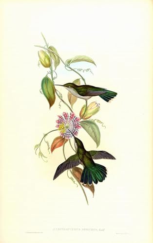 Pinturas murales retro de aves de John Gould para decoración 60x90cm