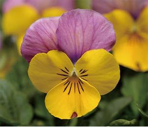 Amazon パンジービオラビオラ ソルベxp イエローピンクジャンプアップ １０株セット 花