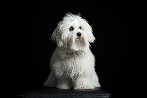 Hunde-Haarspange mini Edition 3-7-8-16-22-25-34
