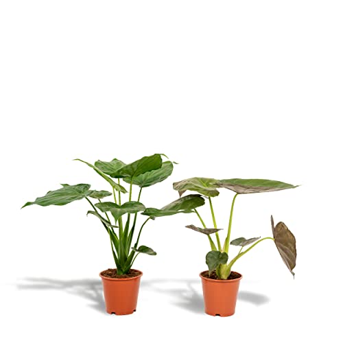 Hello Plants - Conjunto de 2 Set de plantas de interiores tropicales - Alocasia Cucullata 60cm alto, 19Ø + Alocasia Wentii 60cm alto, 19Ø - Plantas de interior fáciles - Plantas tropicales Cover