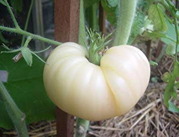 Tomate â € ~Great 30 graines blanches » non OGM ez croître CombSH I64