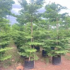 The Royal Crafty Terminalia Mentalis Chinese Mantaly - Outdoor Ornamental Tree for Your Outdoor Garden (B0D4J7VDRM) Amazon Price History, Amazon Price Tracker