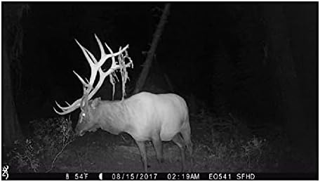 Night vision trail camera image of a large elk with impressive antlers in a forest, showing date, time, and temperature stamp.