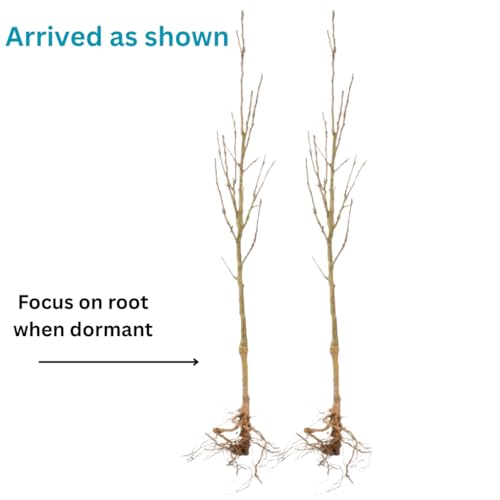 2 Bareroots Dormant Burning Bush Shrub Live Plants Rooted Cuttings, 6-12" Tall, Dormant, No Leaf, No Pot, Hardy Burning Bush Shrub for Outdoor Landscaping