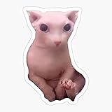 decal Bingus Cat - Sticker Graphic - Waterbottles, Hydroflask, Laptops, Phones, Cars, Lockers, Binders Decal Sticker