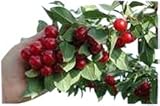 Garden Market Place Dwarf Patio Fruit Tree - Cherry- Variety 'Morello'- APPROX 75cm tall -