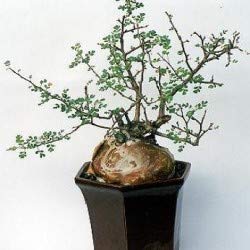 Amazon.co.jp: 【種子】Pachycormus Discolor◇パキコルムス・ディス