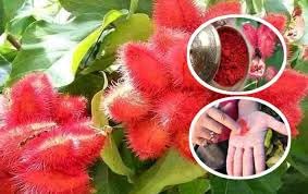 Sindoor Live Plant (Original Variety In Origin India Pack Of-1) Healthy Plant With- 1 Pot (B0D1FYSWQY) Amazon Price History, Amazon Price Tracker