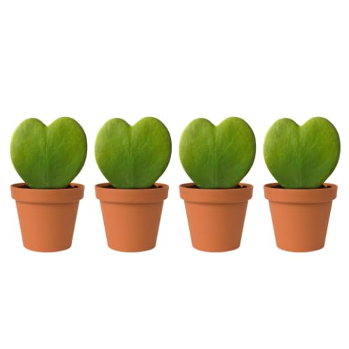 PHULWA Combo of 4 Hoya Heart Live Plant with Pot | Perfect Valentine Gift| Cute Plant | Succulent Plant | Gifting Plant | Indoor Plant | (B0CDRJQ14Q) Amazon Price History, Amazon Price Tracker