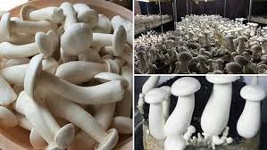 ND PLANT BAZAR milky mushroom spawn seeds (200gm) | Fresh Mushroom with No Preservatives | Mushroom Growing Seeds | Ready For Production Plantation Farming
