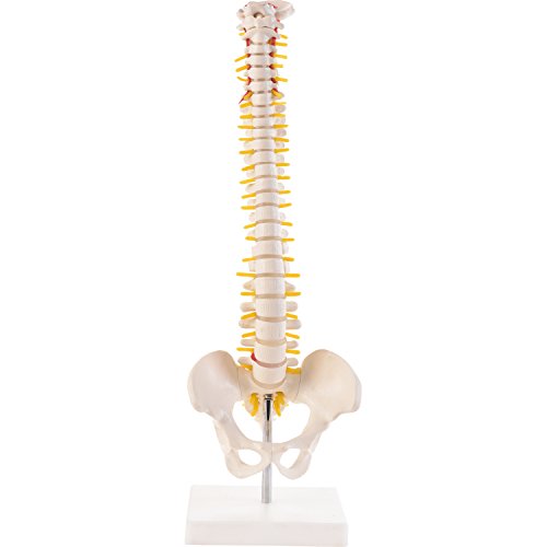 Flexible Mini-Wirbelsäule mit Becken I detailliertes anatomisches Modell der menschlichen Wirbelsäule (ca. 45 cm) I inklusive Stativ I ideal als Lernmodell Cover