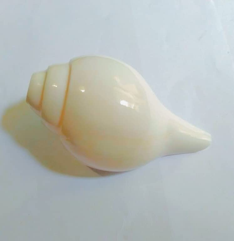 J.J.H. Authentic Blowing Conch (Shankh) 4.5 inches