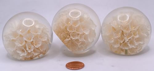 Image of 60mm Real White Windmill Fruit Starflower Flower Pincushion Seeds in Clear Lucite Resin Paperweight Ball Scabiosa Stellata Anniversary Wedding Valentine Mother's Day Gift Herbarium Display Collection