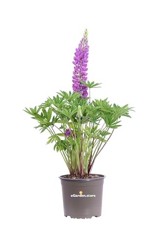 Pianta di Lupinus o Lupino fiori di vari colori pianta ornamentale da esterno balcone terrazzo giardino pianta fiorita vera venduta da eGarden.store (Lilla)