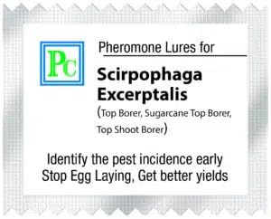 Replacement Lures for Scirpophaga excerptalis (White Sugarcane top Borer)-8pack (Sufficient for 1 Acre) Note : Lure Works for 30-45days-image-17