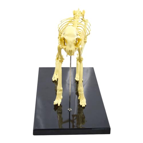 Intbuying S220312FBA Pvc Feline Skeleton Model 19.3 Inchx14.2 Inchx10 Inch Standard Size Medical Anatomical Cat Skeleton Model Display Lab Teach Veterinary Animals Animal Anatomical Model thumb #2