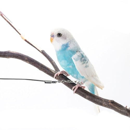 Hayaww Vogelleine, Papageiengeschirr, Papageiengeschirr, Haustier-, Vogelaktivitätsleine, verstellbares Flugtrainingsseil, 6 m (B)