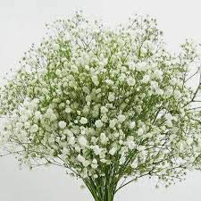 Golden Hills Farm Gypsophila Gypsy Compact White Flower 700+ seeds (B09C85W9Y2) Amazon Price History, Amazon Price Tracker