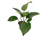 anubias barteri var. angustifolia (afzelii) · Wenig anspruchsvoll, daher auch ideal für Anfänger geeignet, lässt sich sehr einfach durch Rhizomteilung vermehren