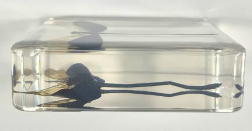 Image of 2.9 inch Real Blue Green Metalwing Damselfly in Crystal Clear Lucite Resin Paperweight Specimen Preserved Neurobasis Kaupi Insect Taxidermy Collection for Biology Science Education & Desk Ornament Display