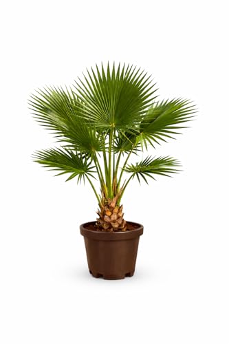Palmera Washingtonia Natural 90–110 cm con Maceta Gratis | Interior y Exterior