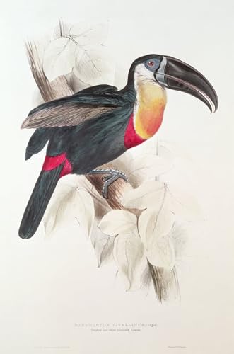 Tableaux toucan de Edward Lear poster d'art naturaliste chic 60x90cm