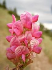 Amazon.com : 50 PINK SAINFOIN Common Onobrychis Viciifolia Holy