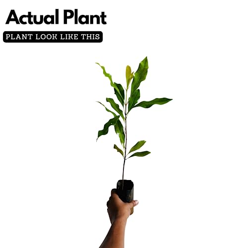 Hug A Plant | Cloves Plant (Syzygium Aromaticum) Live Spice Plant (Home & Garden)