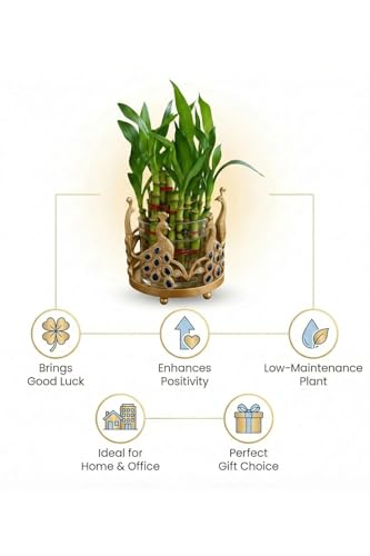 Image of Lucky Bamboo Plant 2-Layer in Round Glass Pot with Decorative Metal Stand - Feng Shui Indoor Plant for Home & Office, Vastu Good Luck Plant, Low Maintenance Air Purifying Gift