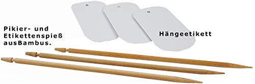 Seedeo® Mammutbaum Anzuchtset. Drei Sorten im Jute Geschenksack Bonsai geeignet.