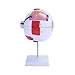 AMUREKE 6X Human Eye Model Enlarged Anatomical Eyeball Model for Science Classroom Study Display Medical Education with Removable Stand