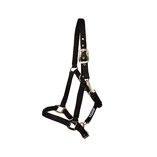 Schneiders Dura-Tech Cushion Web Halter for Horses | Size Full Size | Color Black | Exceptional Comfort & Durability | Super Soft Poly Web | Gentle to Prevent Rubbing | Ample Adjustment