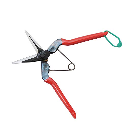 Large Harvesting Scissors T-601K #TOP1
