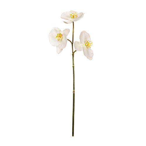 Eurocinesa RIF.57824C01 Orchidea Phalaenopsis Bianco, Scatola da 12 Pezzi, 57 cm