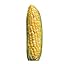 Corn of Cob