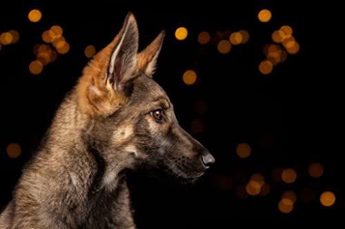Beckers Beste - glutenfreies Welpen Hundefutter 14kg - Junior Plus Welpenfutter mit Geflügel ohne Weizen - Trockenfutter für große und kleine Hunde