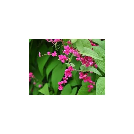 Bee Vine Seeds, 15 Antigonon Leptopus Seeds