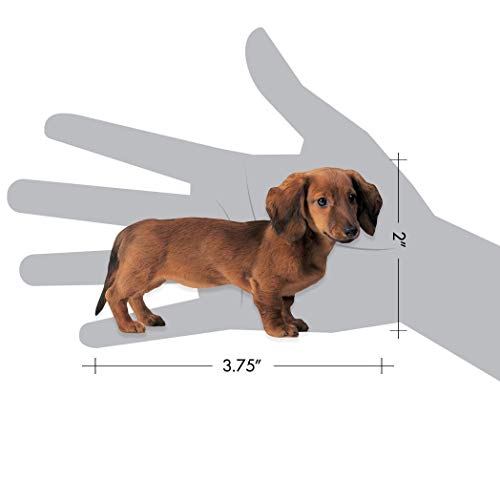 Imán decorativo perro Dachshund 3.75 x 2 pulgadas miniatura 2