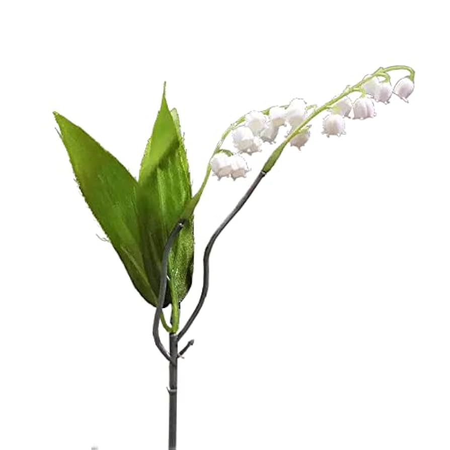 スズラン　日本 鈴蘭 すずらん 茶花　君影草　(20芽) スズラン 日本 鈴蘭 すずらん 茶花 君影草 (20芽)