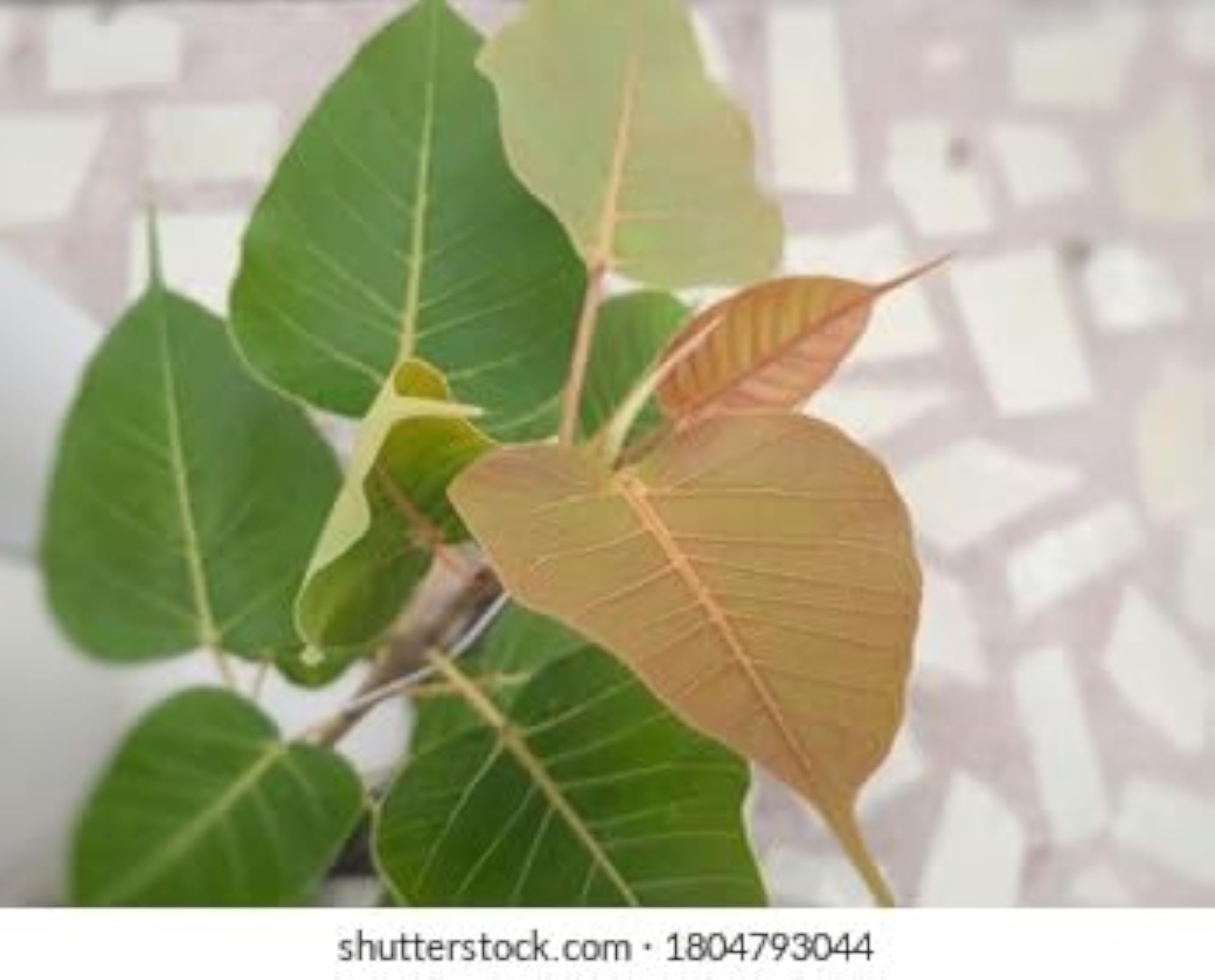 Peepal Leaf Powder, Natural Ficus Religiosa Powder