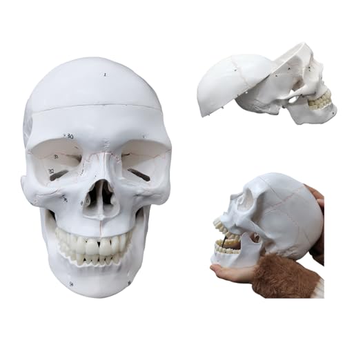 Image of an Upgraded Natural Large Skull Anatomy Model with Clear Numbers and Stitches for Medical Students Studying Human Anatomy