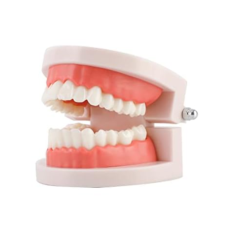 Standard Teeth Model, Adult Standard Typodont Demonstration Teeth Model for Kids Teaching Education Clean Display Cover