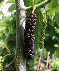See full amazon price history chart for Duomus Live Black Mulberry/Kala Long Shahtoot Sweet Tasty Fruit Plant For Outdoor Garden - Healthy Live 1 Plant Duomus Live Black Mulberry/Kala Long Shahtoot Sweet Tasty Fruit Plant For Outdoor Garden - Healthy Live 1 Plant (B0BXM38BYS) Amazon Price History, Amazon Price Tracker