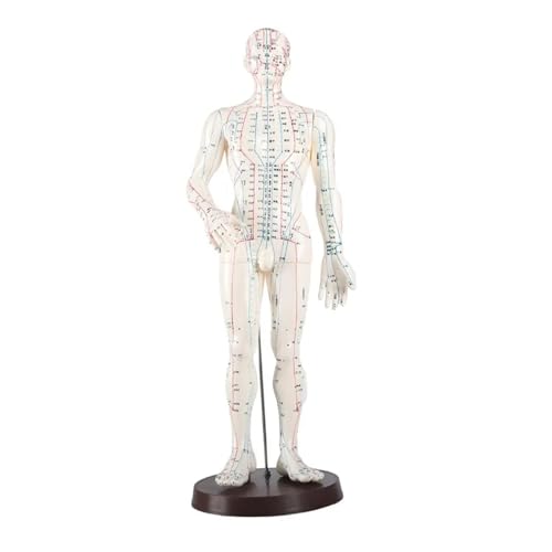 Modèle acupuncture 50 cm mâle pour mémoriser facilement les méridiens