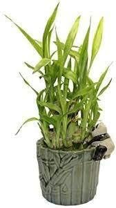 jmbamboo Lucky Bamboo Arrangement Happy Panda Favor único de