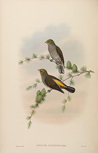 Affiche toile oiseau animal Xanthonotus par John Gould, une impression d'art mural grand format