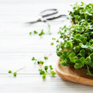 Radish Sprouting Seeds | Non GMO | Grown in USA | (1 Pound)