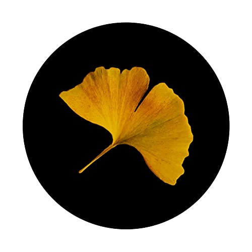 Autumn Ginkgo Biloba Leaf Ginkgo PopSockets Swappable PopGrip, Black - Image 3