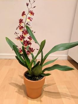 Green view Orchid flowers "Oncidium Orchids" Grafted hybrid - 1 Healthy Live Super Yielding Early Flower Plant 1-1.5 Ft Height in Nursery Grow Bag for Home Garden (B0CVVQH44W) Amazon Price History, Amazon Price Tracker